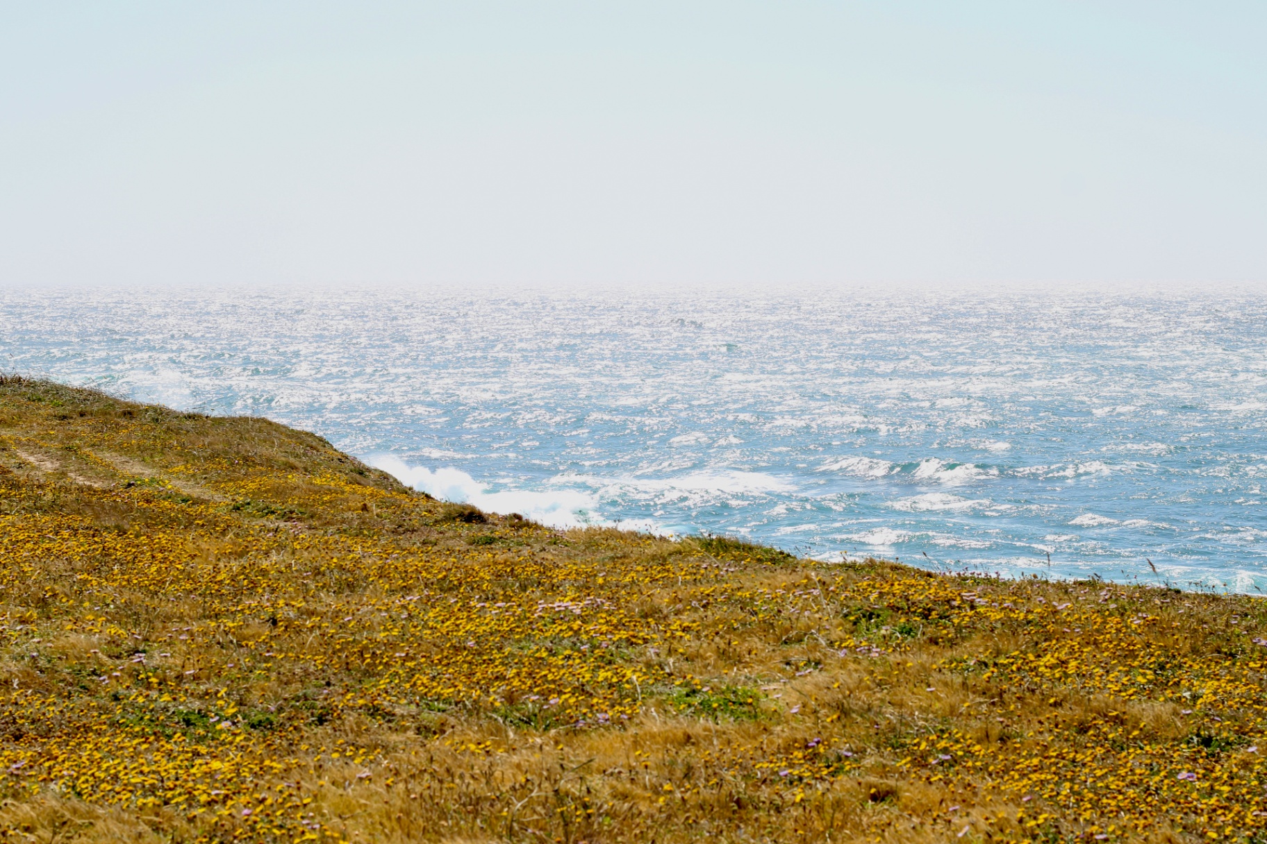 Golden wildflowers on the Mendocino headlands above glittery turquoise water