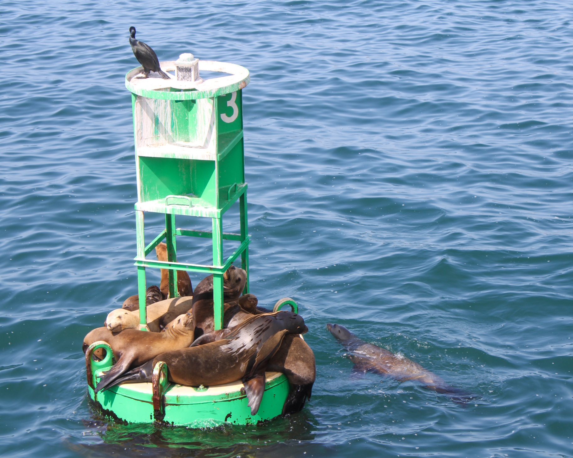 Sea lions resting on a green buoy in the Santa Barbara channel