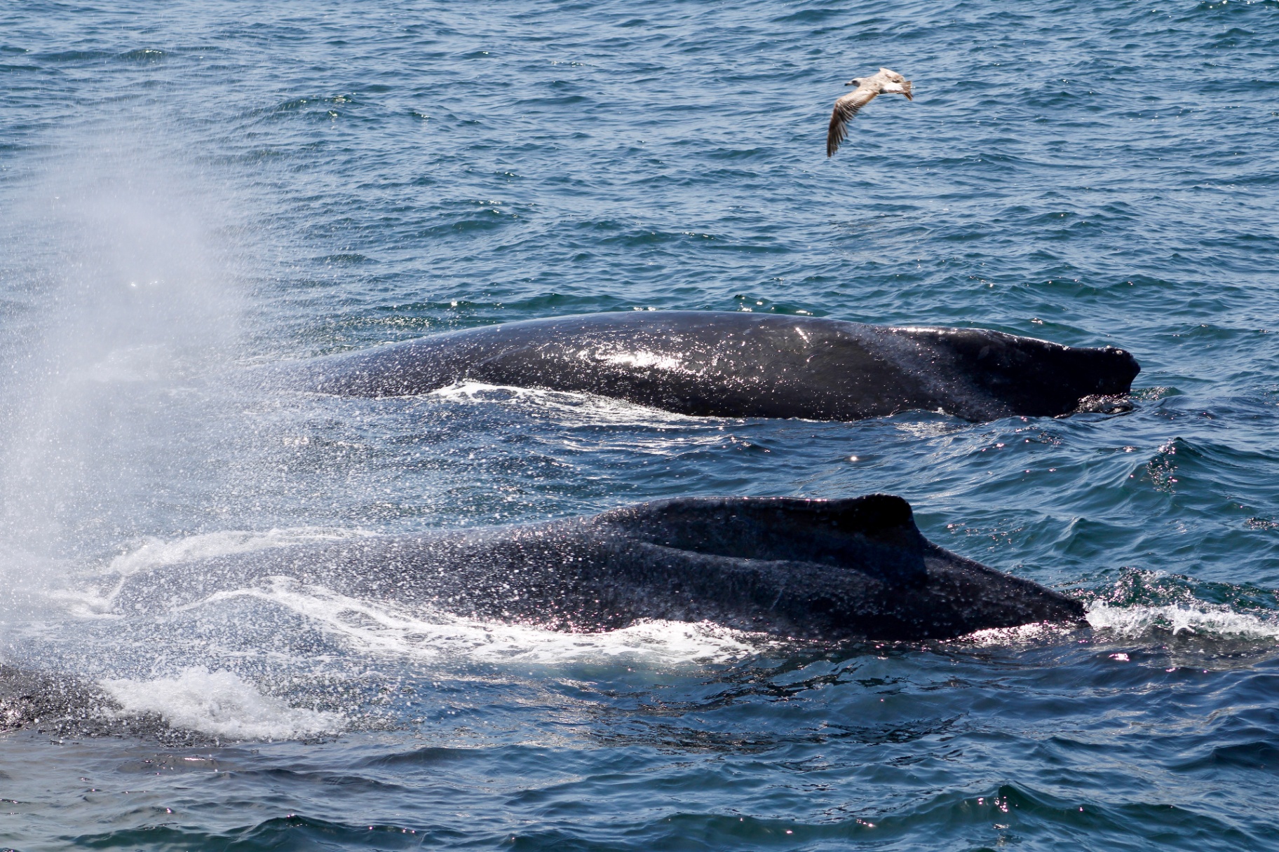 Two humpback whales surfacing in the Santa Barbara channel with a seagull overhead